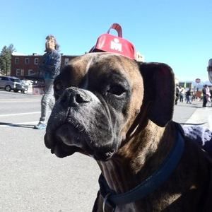 Meet your Posher, Daniel